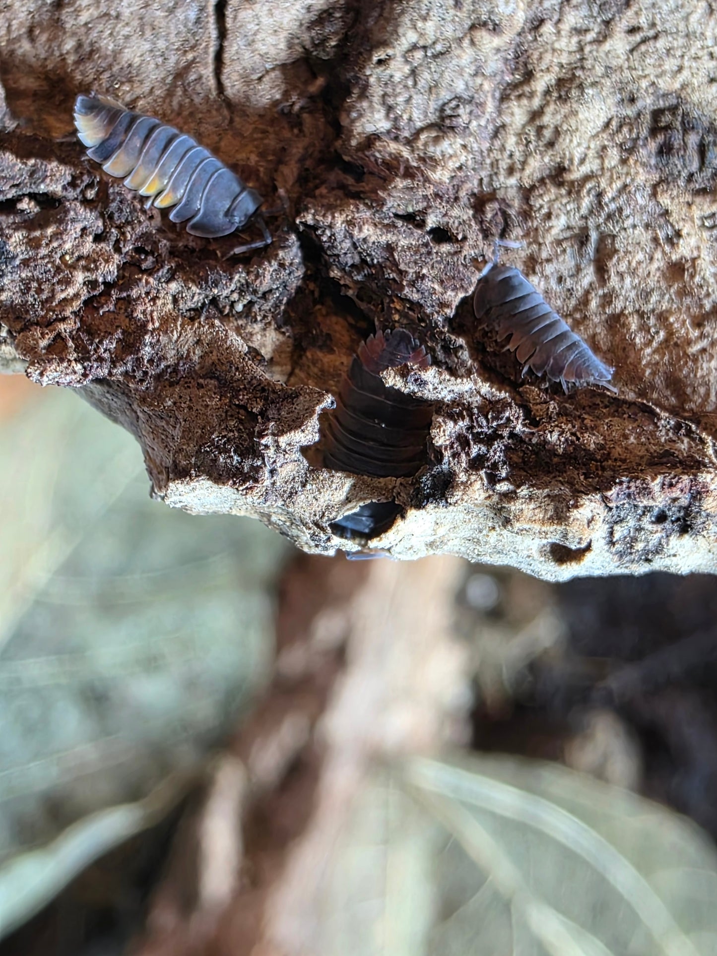 Artendiella sp "pastel lava"