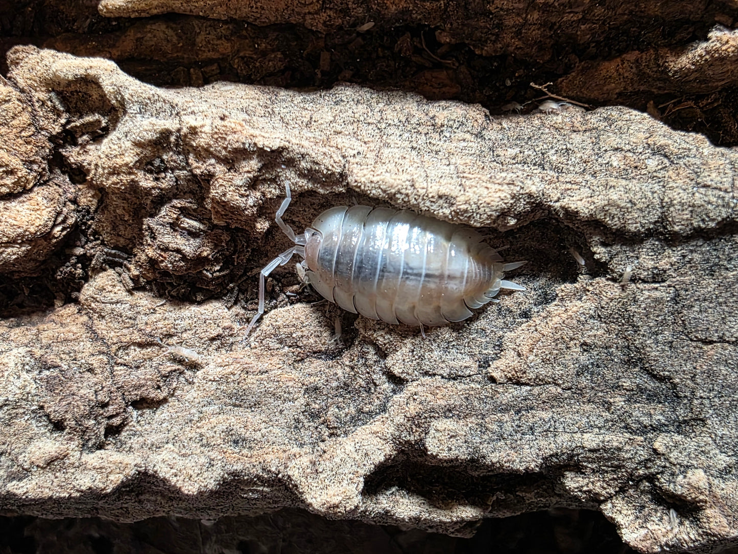 Porcellio Expansus "Autumnal Equinox"