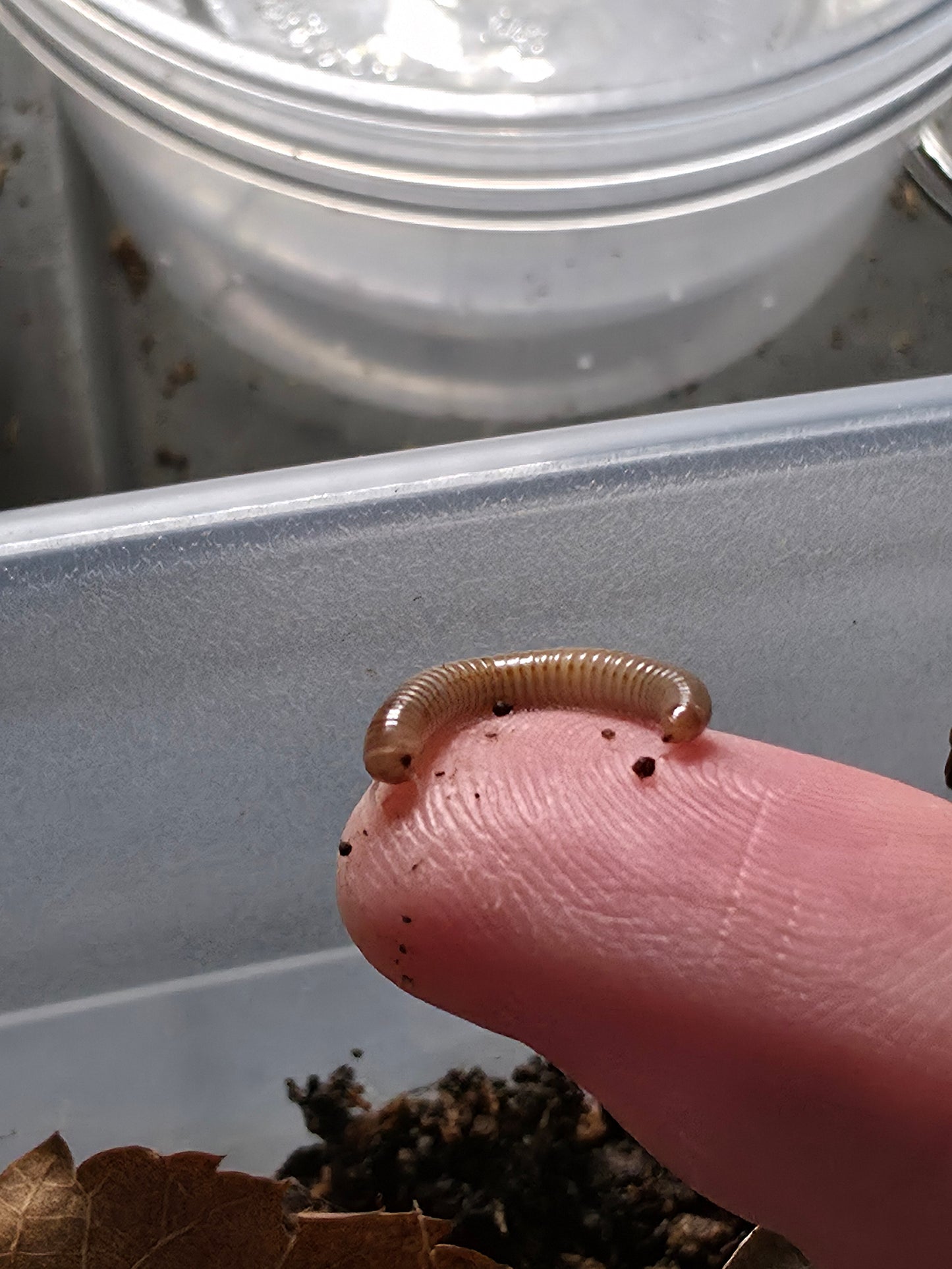 Coxobolellus cf albiceps