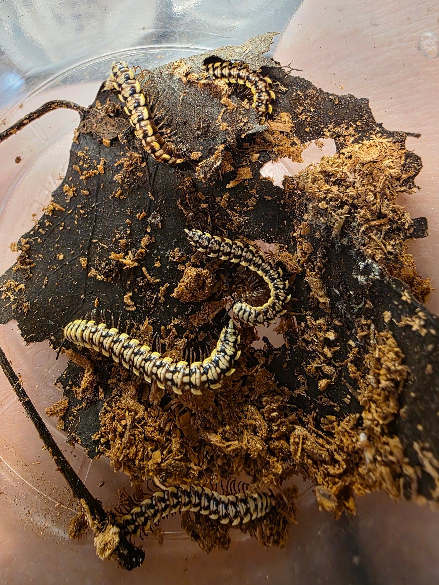 Antheromorpha unicata yellow