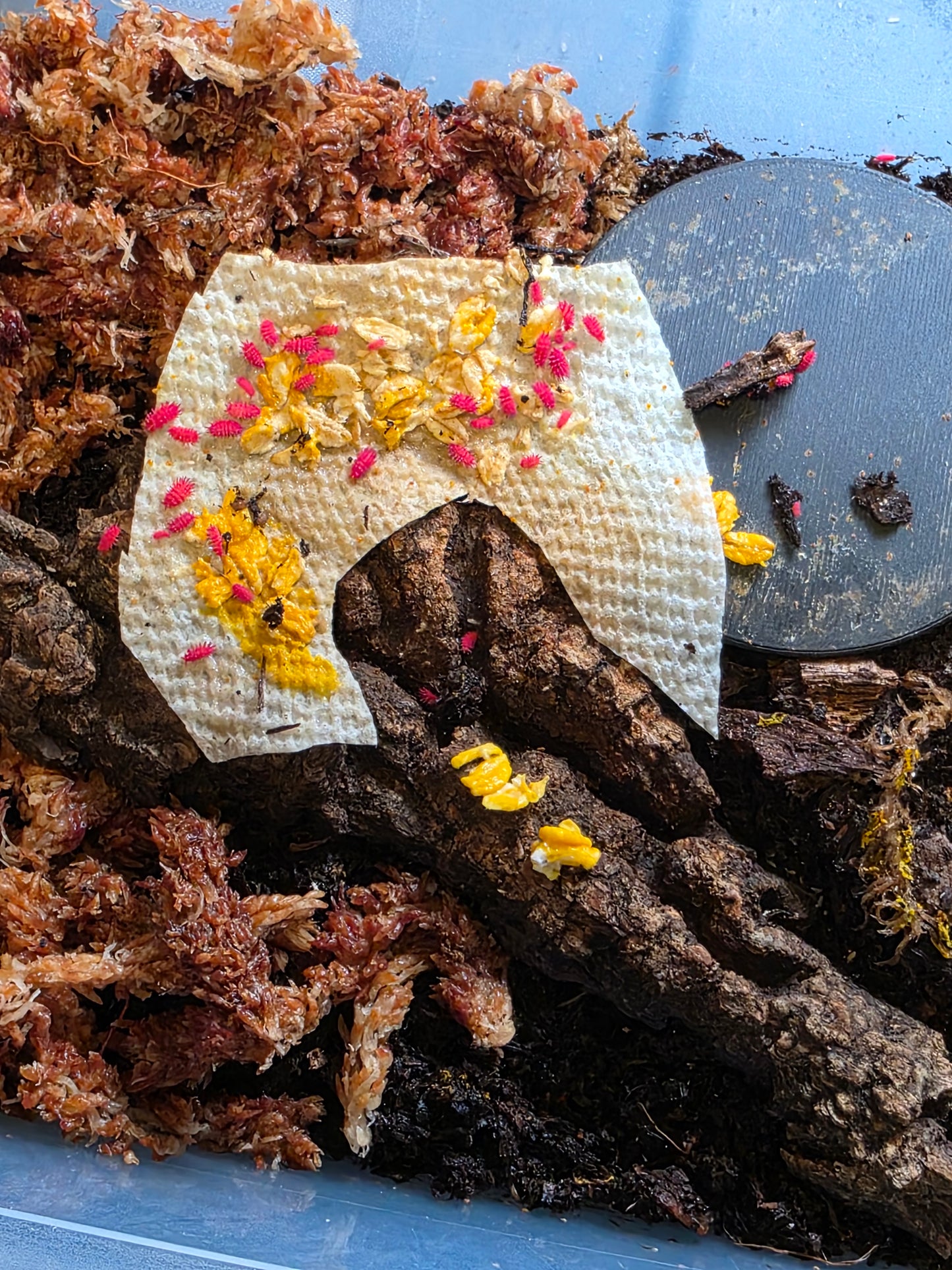 Rambutanura sp thailand (SLIME MOLD REQUIRED)