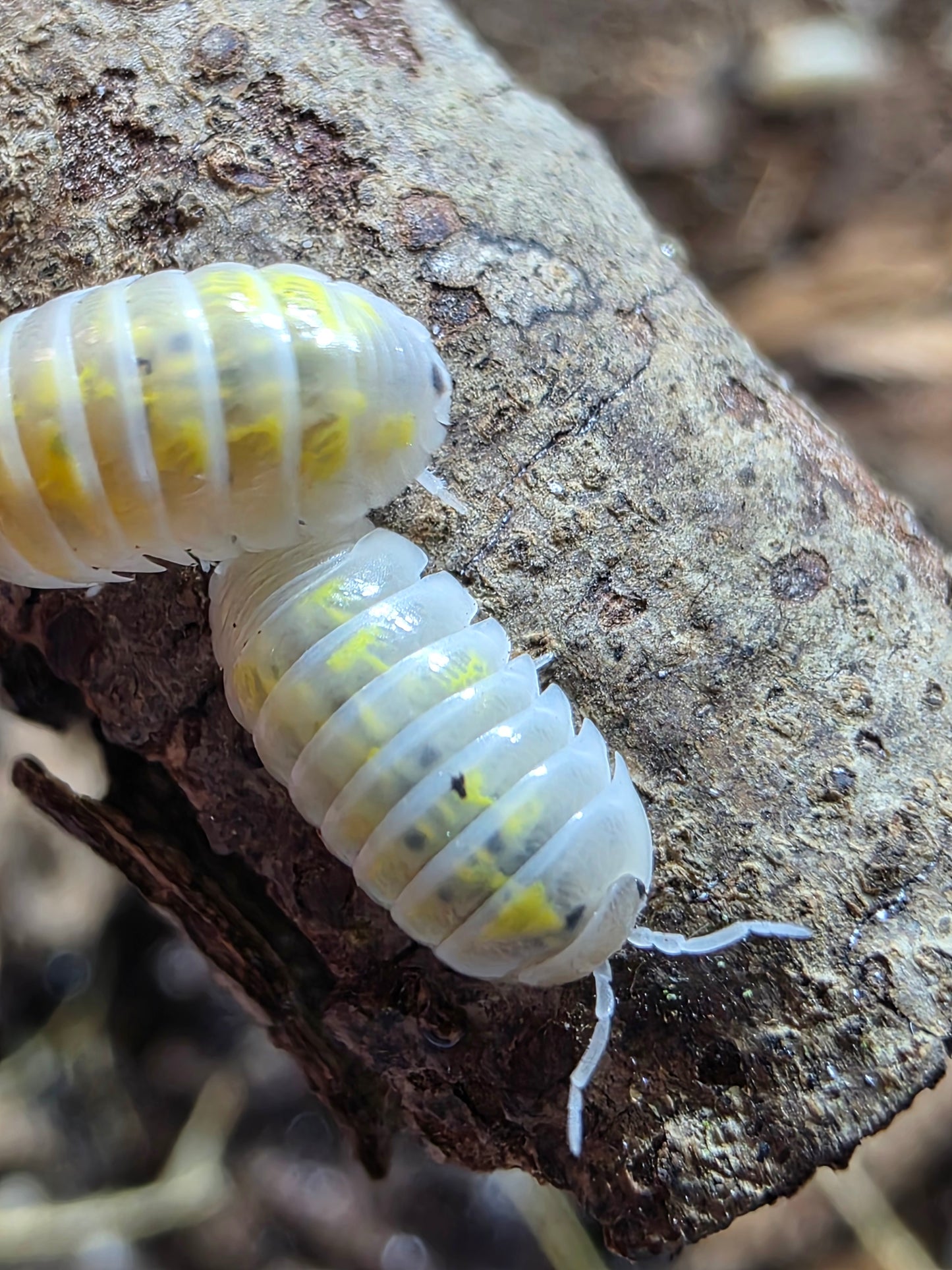 Armadillidium vulgare american potions (roach crossing OG stock)