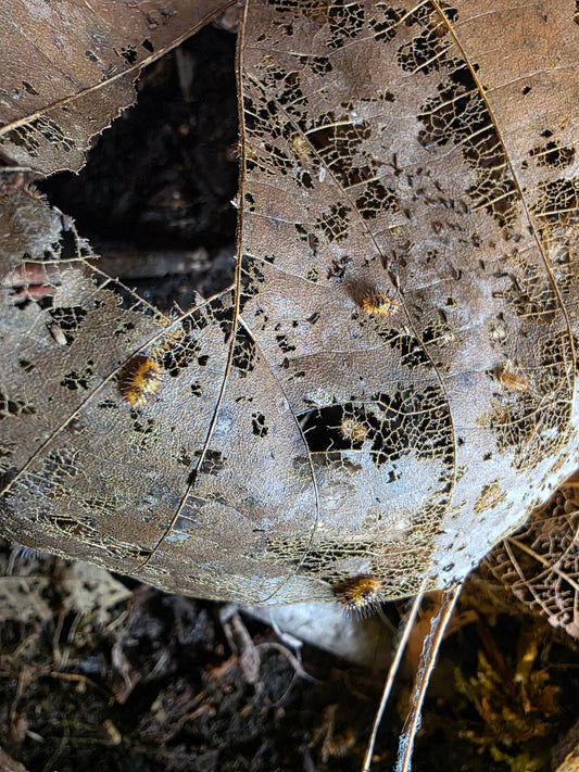 Laureola sp durian spiky purge